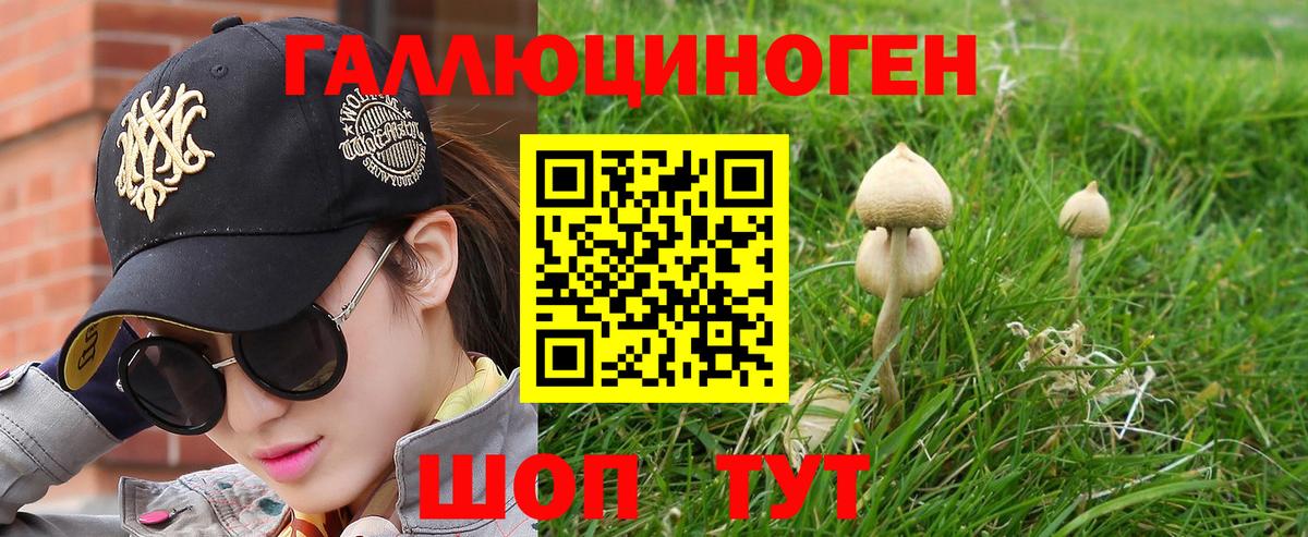 Александров  Галлюциногенные грибы Psilocybe  Вход с VPN 